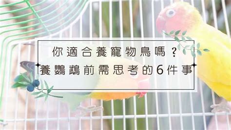 適合養在家裡的鳥|【什麼鳥最好養】想要養寵物鳥？什麼鳥最好養？這7。